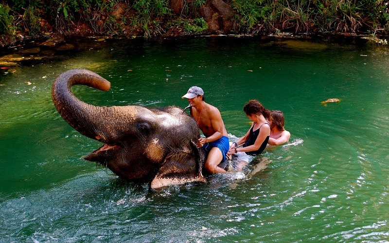 Elephant Trekking + Elephant Bathing  + Bamboo Rafting Tour