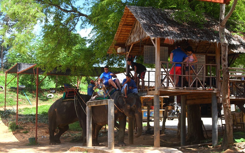 Elephant Trekking + Elephant Bathing  + Bamboo Rafting Tour
