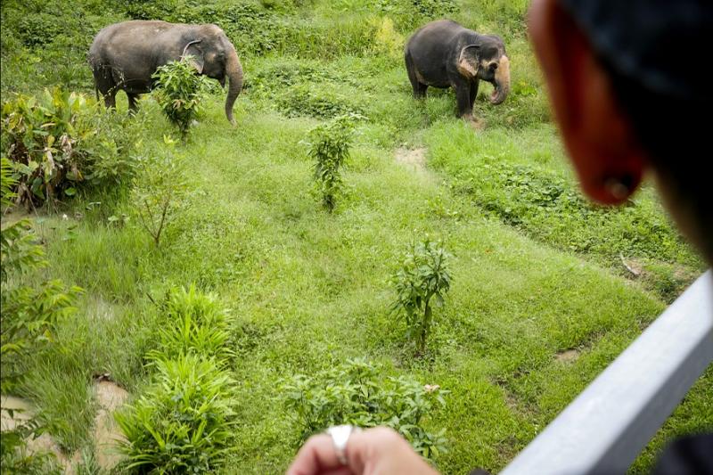 Phuket Elephant Sanctuary CANOPY WALKWAY PROGRAM