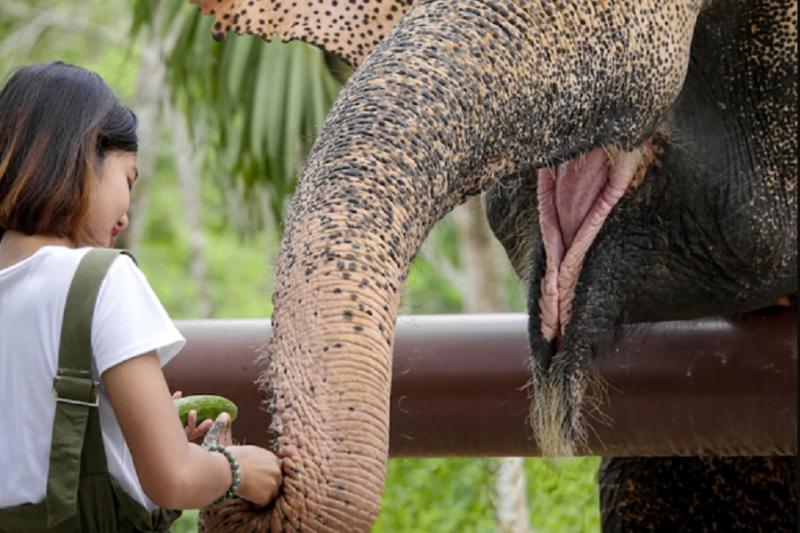 Phuket Elephant Sanctuary CANOPY WALKWAY PROGRAM