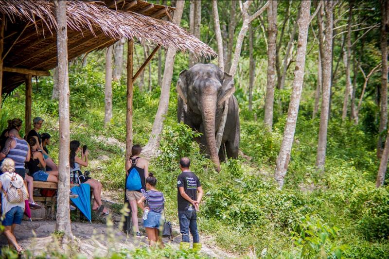 Phuket Elephant Sancturary Halfday Tour (Morning & Afternoon)