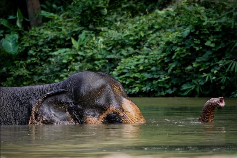 Phuket Elephant Sancturary Halfday Tour (Morning & Afternoon)