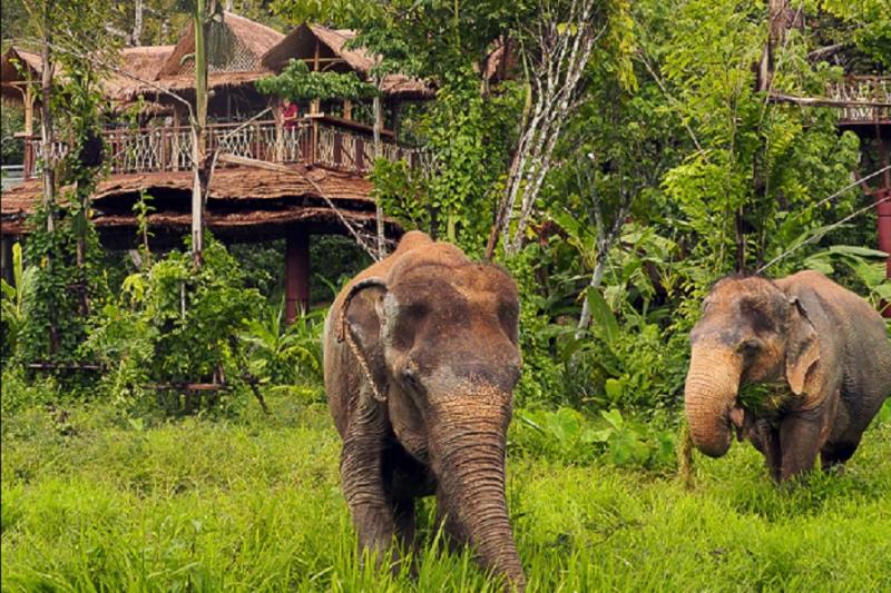 Phuket Elephant Sancturary Halfday Tour (Morning & Afternoon)